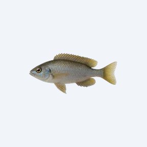 Sardine Cichlid (Cichlidae sp.) in a planted freshwater aquarium