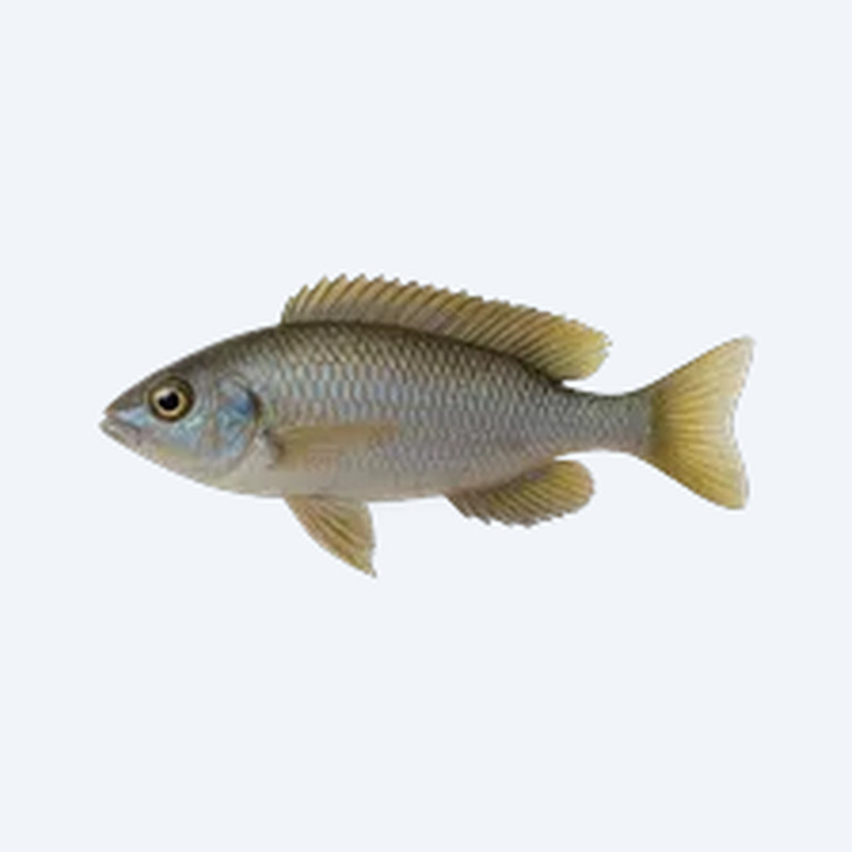 Sardine Cichlid (Cichlidae sp.) in a freshwater aquarium
