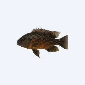 Saulosi Mbuna (Cichlidae sp.) in a planted freshwater aquarium