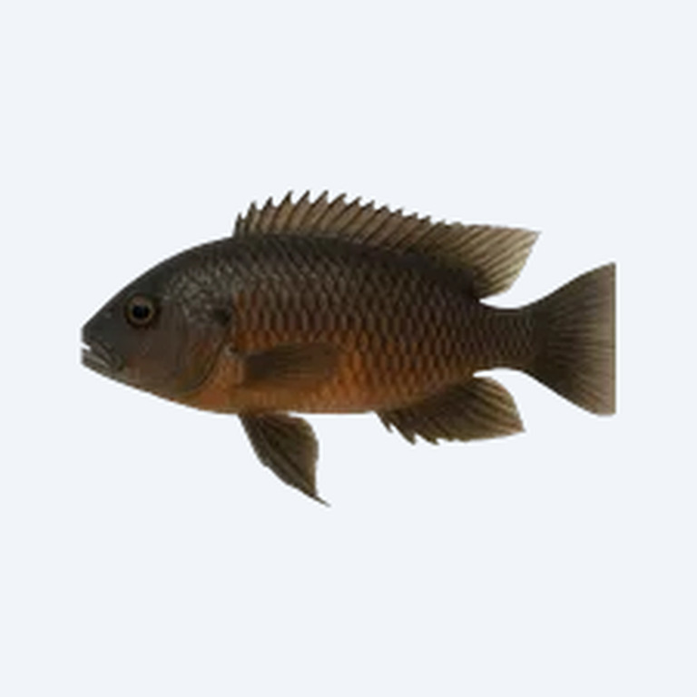 Saulosi Mbuna (Cichlidae sp.) in a freshwater aquarium