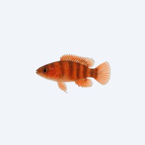 Scarlet Badis (Dario dario) in a planted freshwater aquarium
