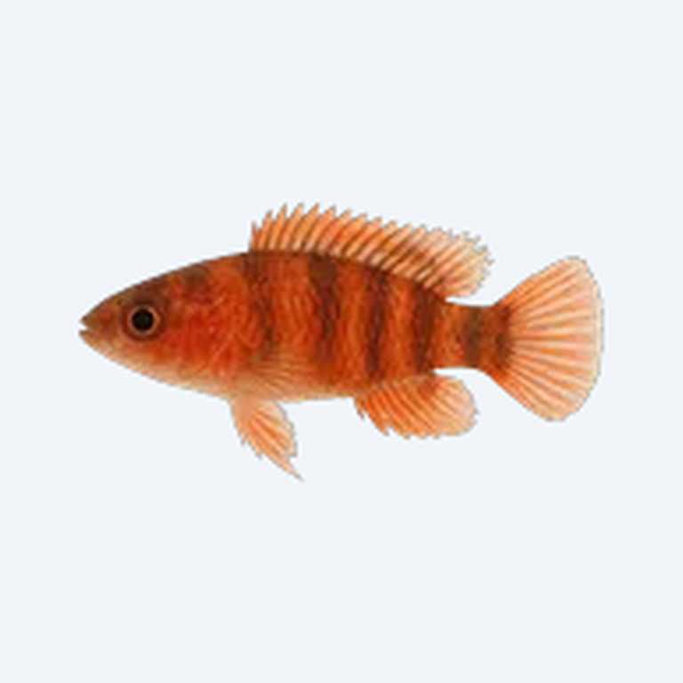 Scarlet Badis (Dario dario) in a planted freshwater aquarium