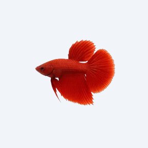 Scarlet Betta (Betta coccina) in a planted freshwater aquarium