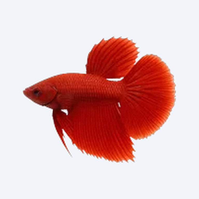Scarlet Betta (Betta coccina) in a planted freshwater aquarium