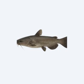 Schwartz's Catfish (Siluriformes sp.) in a planted freshwater aquarium