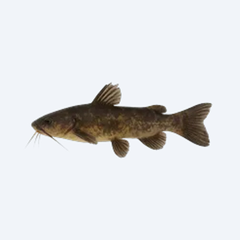 Schwartz's Catfish (Siluriformes sp.) in a freshwater aquarium