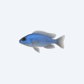 Sciaenochromis fryeri (Sciaenochromis fryeri) in a planted freshwater aquarium
