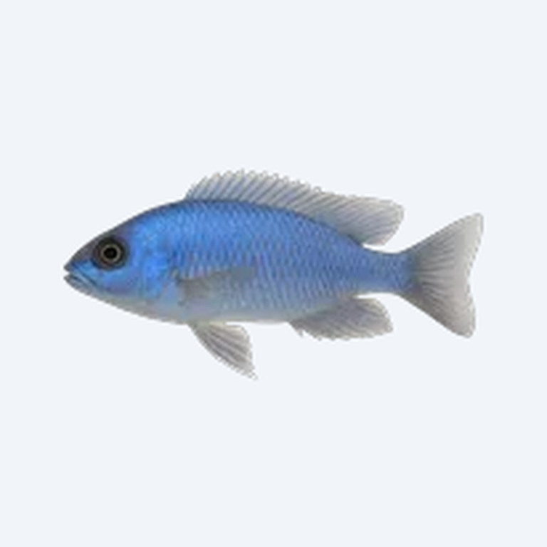Sciaenochromis fryeri (Sciaenochromis fryeri) in a freshwater aquarium