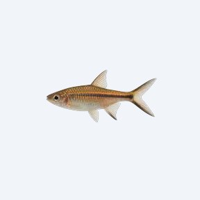 Scissortail Rasbora (Rasbora trilineata) in a planted freshwater aquarium