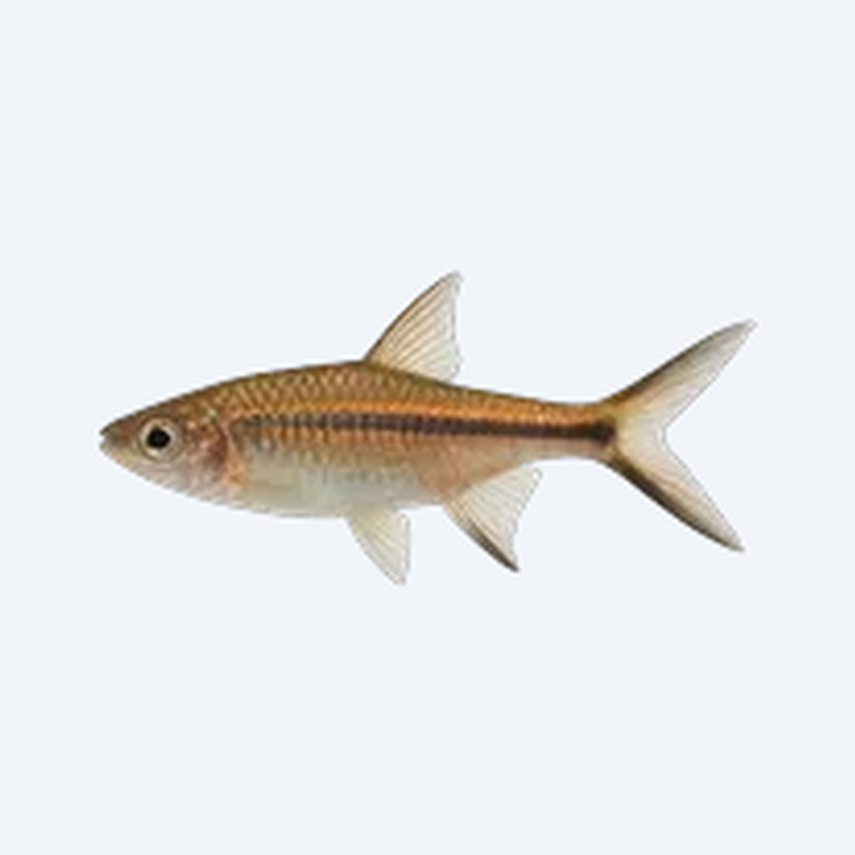 Scissortail Rasbora (Rasbora trilineata) in a planted freshwater aquarium