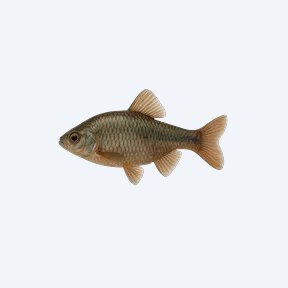 Seminole Ramshorn (Planorbidae sp.) in a planted freshwater aquarium