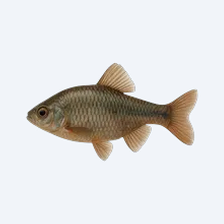 Seminole Ramshorn (Planorbidae sp.) in a freshwater aquarium