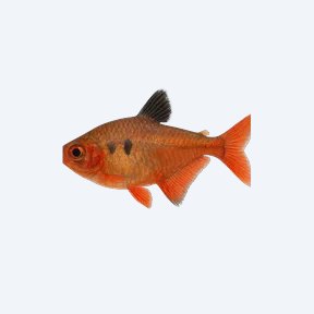 Serpae Tetra (Hyphessobrycon eques) in a planted freshwater aquarium