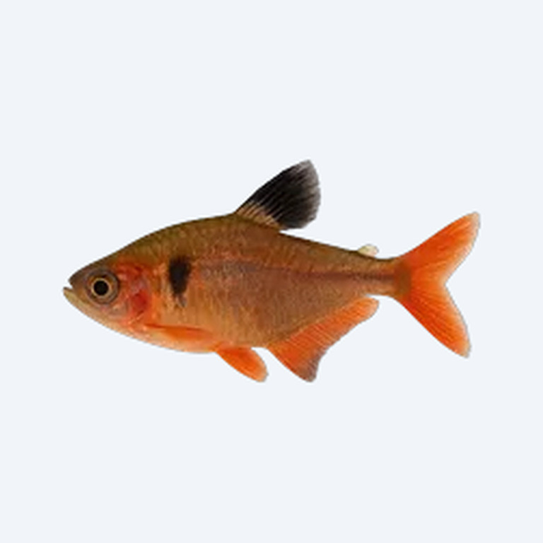 Serpae Tetra (Hyphessobrycon eques) in a planted freshwater aquarium