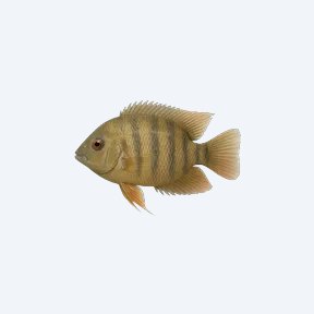 Severum (Heros efasciatus) in a planted freshwater aquarium
