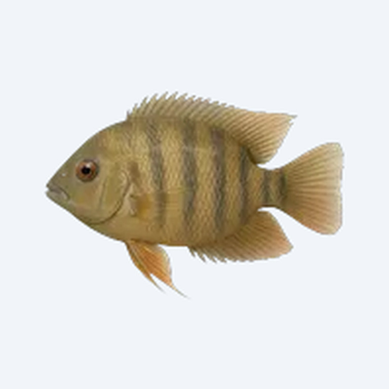 Severum (Heros efasciatus) in a freshwater aquarium