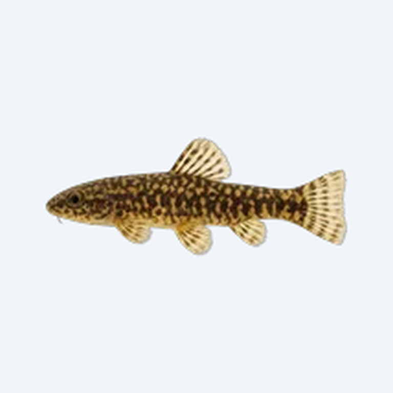 Sewellia lineolata (Sewellia lineolata) in a freshwater aquarium