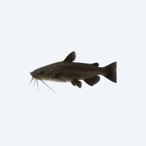 Shadow Catfish (Siluriformes sp.) in a planted freshwater aquarium
