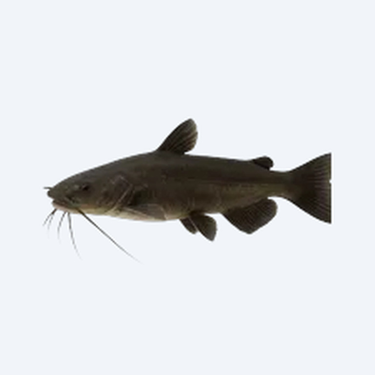 Shadow Catfish (Siluriformes sp.) in a freshwater aquarium
