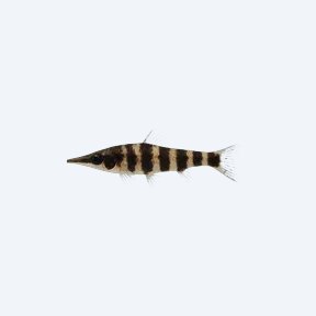 Shadow Panda Shrimp (Caridina cantonensis) in a planted freshwater aquarium