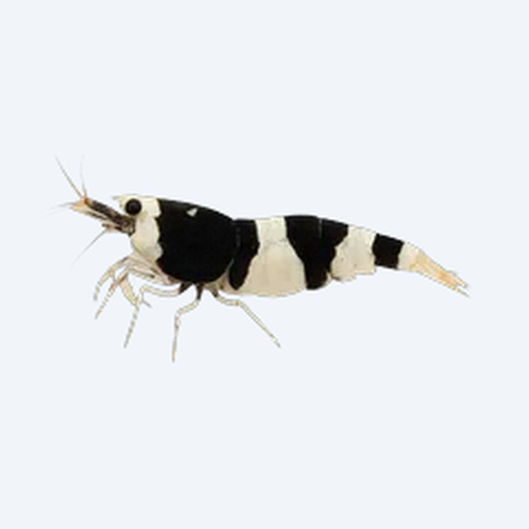 Shadow Panda Shrimp (Caridina cantonensis) in a freshwater aquarium
