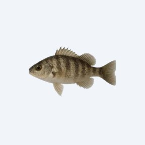Sheepshead Minnow (Cyprinodon variegatus) in a planted freshwater aquarium