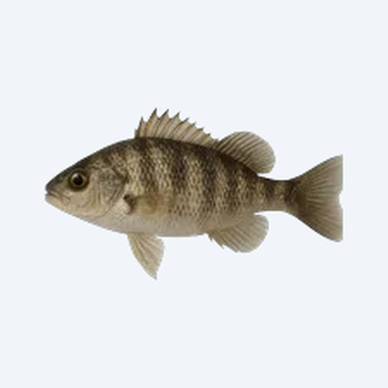 Sheepshead Minnow (Cyprinodon variegatus) in a freshwater aquarium