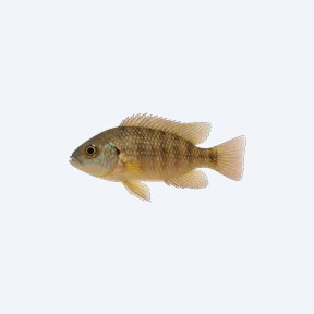 Shell-dwelling cichlid (Neolamprologus multifasciatus) in a planted freshwater aquarium