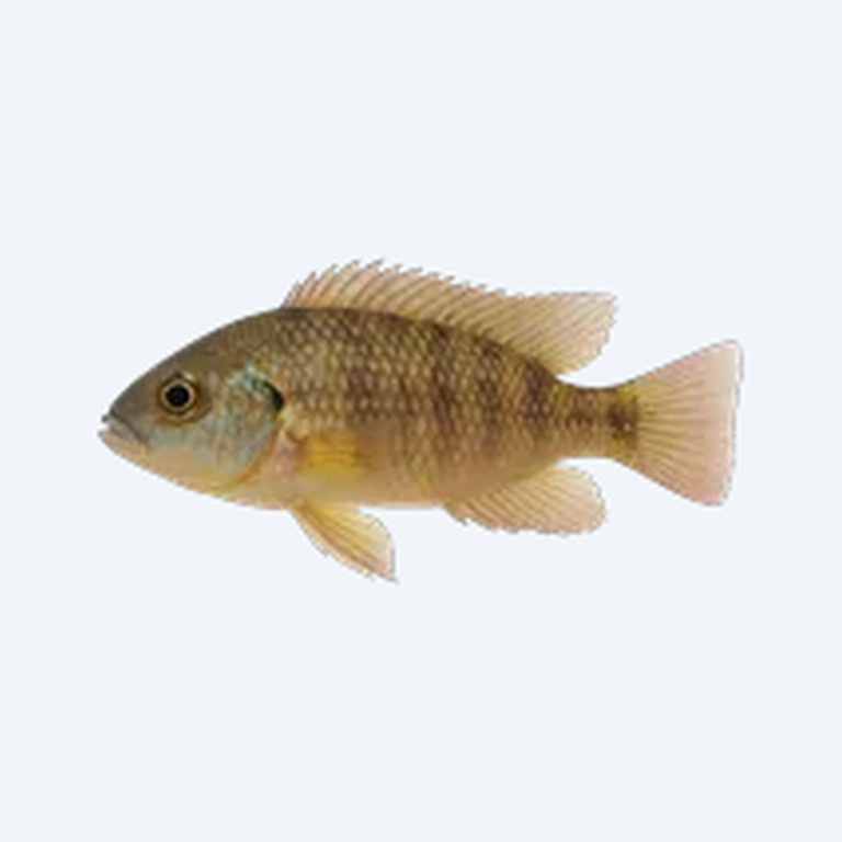 Shell-dwelling cichlid (Neolamprologus multifasciatus) in a freshwater aquarium