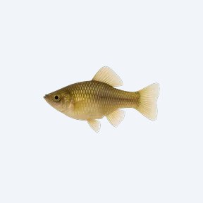 Shortfin Molly (Poecilia sphenops) in a planted freshwater aquarium