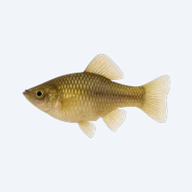 Shortfin Molly (Poecilia sphenops) in a freshwater aquarium