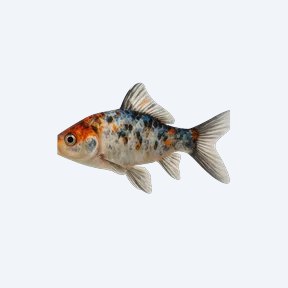 Shubunkin (single-tail) (Carassius auratus) in a planted freshwater aquarium