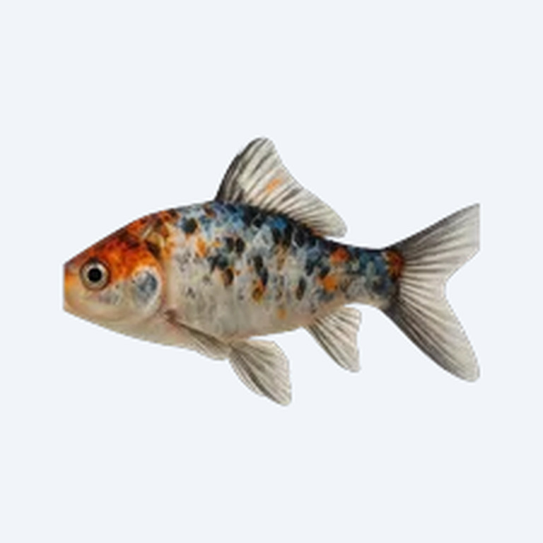 Shubunkin (single-tail) (Carassius auratus) in a planted freshwater aquarium
