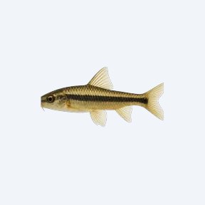 Siamese Algae Eater (Crossocheilus oblongus) in a planted freshwater aquarium