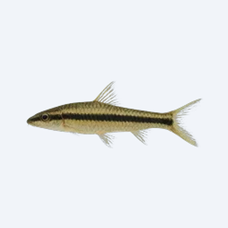 Siamese Algae Eater (Crossocheilus oblongus) in a planted freshwater aquarium