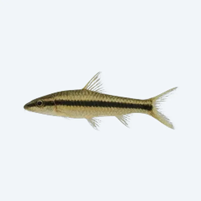 Siamese Algae Eater in aquarium