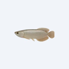 Silver Arowana (Osteoglossum bicirrhosum) in a planted freshwater aquarium