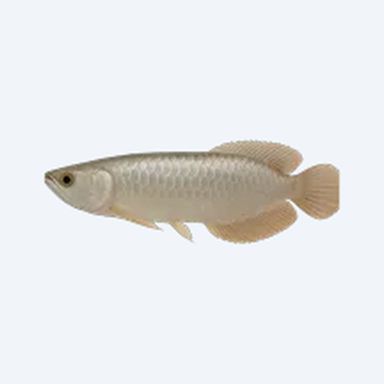 Silver Arowana (Osteoglossum bicirrhosum) in a freshwater aquarium