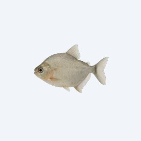 Silver Dollar (Metynnis hypsauchen) in a planted freshwater aquarium