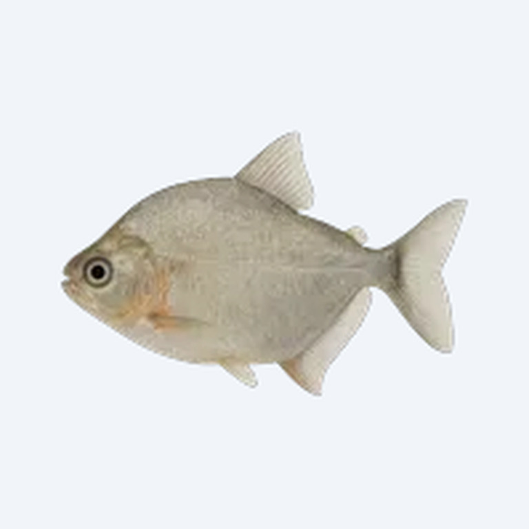 Silver Dollar (Metynnis hypsauchen) in a freshwater aquarium