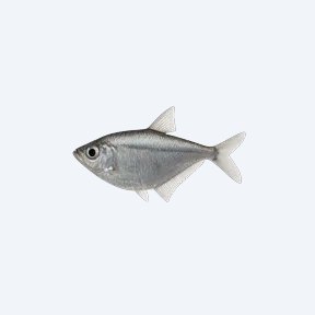 Silver Hatchet (Gasteropelecus sternicla) in a planted freshwater aquarium