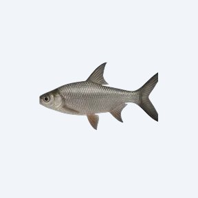 Silver Shark (Balantiocheilos melanopterus) in a planted freshwater aquarium