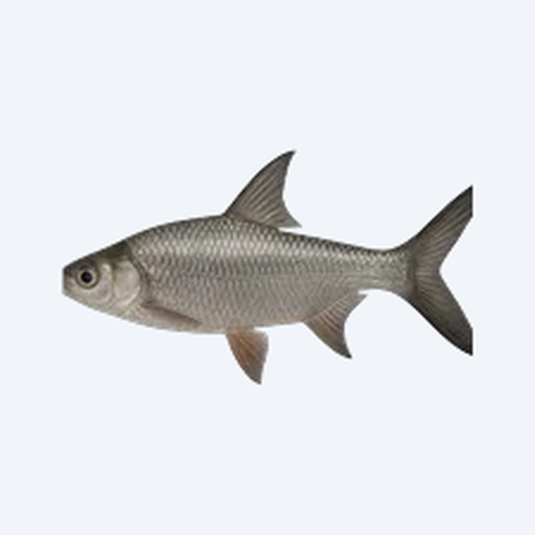 Silver Shark (Balantiocheilos melanopterus) in a freshwater aquarium