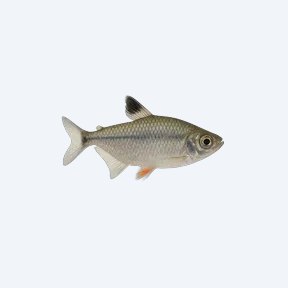 Silvertip Tetra (Characidae sp.) in a planted freshwater aquarium