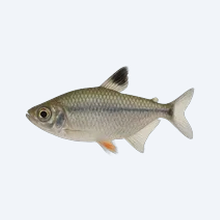 Silvertip Tetra (Characidae sp.) in a freshwater aquarium