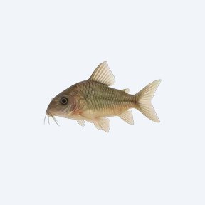 Sixray Cory (Corydoras sp.) in a planted freshwater aquarium