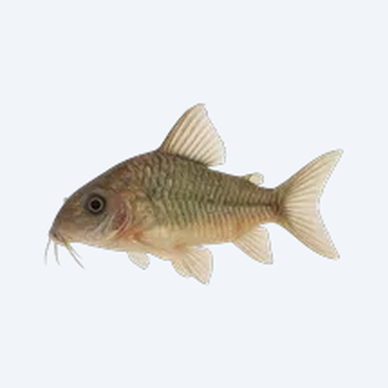 Sixray Cory (Corydoras sp.) in a freshwater aquarium