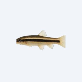 Skunk Loach (Cobitoidea sp.) in a planted freshwater aquarium