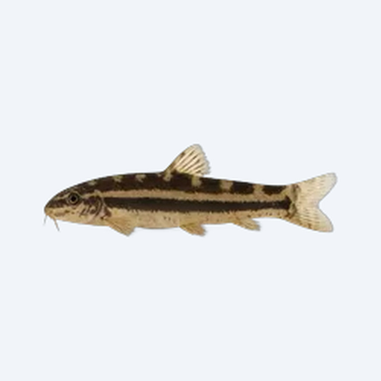 Skunk Loach (Cobitoidea sp.) in a freshwater aquarium