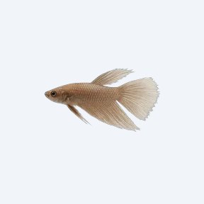 Slender Betta (Betta sp.) in a planted freshwater aquarium